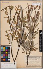 Foto von Salix eleagnos Scop.